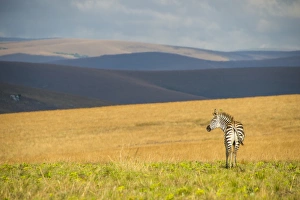 Plains zebra (Equus quagga), Nyika National Park, Malawi, Africa Plains zebra (Equus quagga), Nyika National Park, Malawi, Africa
