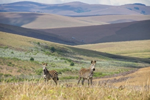 Plains zebras (Equus quagga), Nyika National Park, Malawi, Africa Plains zebras (Equus quagga), Nyika National Park, Malawi, Africa