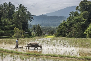 Ploughing rice paddy fields with Water Buffalo near Bukittinggi, West Sumatra, Indonesia Ploughing rice paddy fields with Water Buffalo near Bukittinggi, West Sumatra, Indonesia