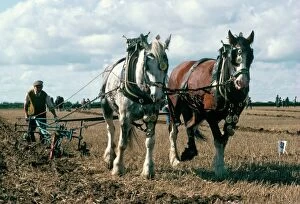 Images Dated 28th July 2008: Ploughing with shire horses, Derbyshire, England, United Kingdom, Europe