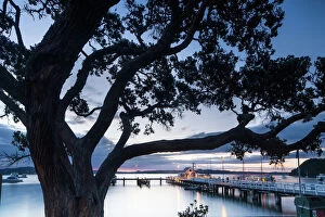 Pohutukawa tree, Russell, Bay of Islands, North Island, New Zealand, Pacific