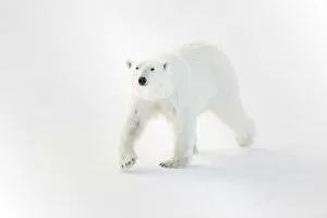 Images Dated 28th October 2014: Polar Bear (Ursus maritimus)