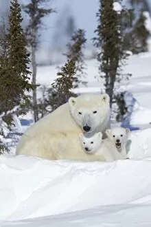Images Dated 19th February 2011: Polar bear (Ursus maritimus) and cubs, Wapusk National Park, Churchill, Hudson Bay, Manitoba