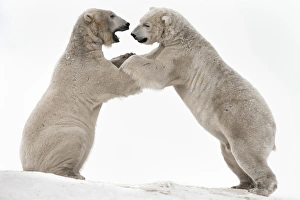 Polar bear (Ursus maritimus) males playfighting, captive, Highland Wildlife Park Polar bear (Ursus maritimus) males playfighting, captive, Highland Wildlife Park