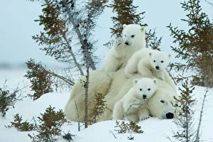 Baby Animal Gallery: Polar bear (Ursus maritimus) mother with triplets, Wapusk National Park