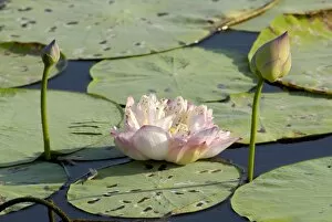 Pond filled with lotus, Tamil Nadu, India, Asia