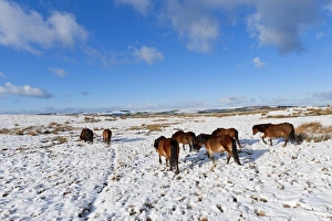 Ponies forage for food in the snow on the Mynydd Epynt moorland, Powys, Wales Ponies forage for food in the snow on the Mynydd Epynt moorland, Powys, Wales