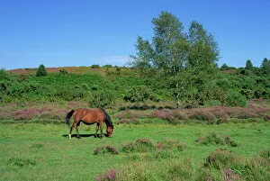 Grazing Gallery: Pony grazing, New Forest, Hampshire, England, United Kingdom, Europe