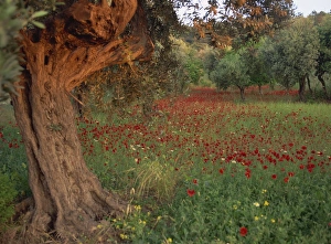 Olive Gallery: Poppies beneath an old olive tree
