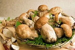Fungi Gallery: Porcini (penny bun) (cep) mushrooms, (Boletus edulis), Italy, Europe