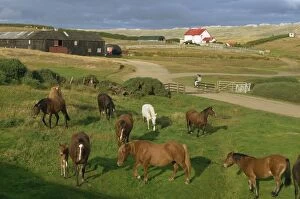 Port Howard Collection: Port Howard, Falkland Islands, South America