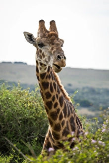 Portrait of a giraffe in the Amakhala Game Reserve on the Eastern Cape, South Africa Portrait of a giraffe in the Amakhala Game Reserve on the Eastern Cape, South Africa