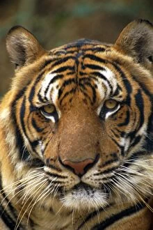 Portrait of an Indo Chinese Tiger (Panthera tigris corbetti)
