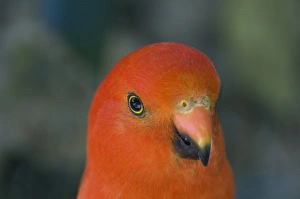 Portrait of king parrot, Victoria, Australia, Pacific Portrait of king parrot, Victoria, Australia, Pacific