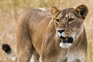 Portrait of a lioness (Panthera leo) in the savannah, Masai Mara, Kenya, East Africa Portrait of a lioness (Panthera leo) in the savannah, Masai Mara, Kenya, East Africa