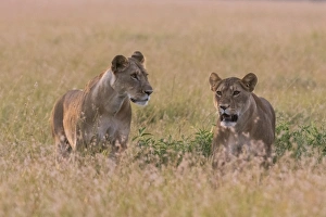 Portrait of two lionesses (Panthera leo) in the savannah, Masai Mara, Kenya, East Africa Portrait of two lionesses (Panthera leo) in the savannah, Masai Mara, Kenya, East Africa