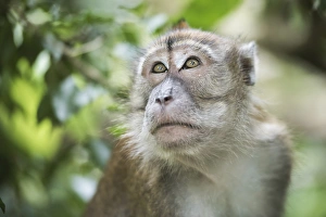Portrait of a Long Tailed Macaque (Macaca Fascicularis) in the jungle at Bukit Lawang Portrait of a Long Tailed Macaque (Macaca Fascicularis) in the jungle at Bukit Lawang
