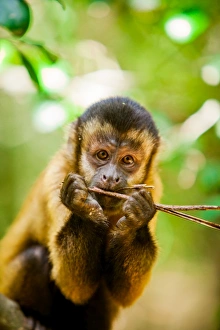 Portrait of a monkey, Johannesburg, South Africa, Africa Portrait of a monkey, Johannesburg, South Africa, Africa