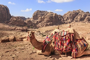 Portrait of seated camel with colourful rugs, view to City of Petra ruins, Petra Portrait of seated camel with colourful rugs, view to City of Petra ruins, Petra
