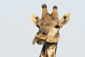 Portrait of a southern giraffe (Giraffa camelopardalis), Kalahari, Botswana, Africa Portrait of a southern giraffe (Giraffa camelopardalis), Kalahari, Botswana, Africa