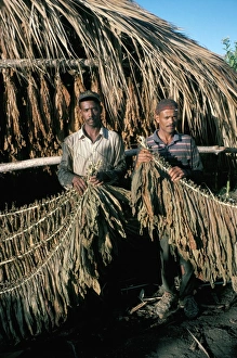 Preparing tobacco for drying, Santiago region, Dominican Republic, Hispaniola Preparing tobacco for drying, Santiago region, Dominican Republic, Hispaniola