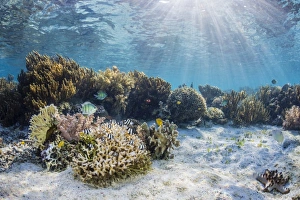 A profusion of hard and soft corals on Sebayur Island, Komodo National Park, Flores Sea A profusion of hard and soft corals on Sebayur Island, Komodo National Park, Flores Sea