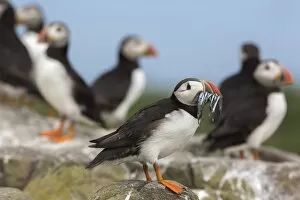 Images Dated 18th July 2014: Puffin (Fratercula arctica) with sand eels, Farne Islands, Northumberland, England