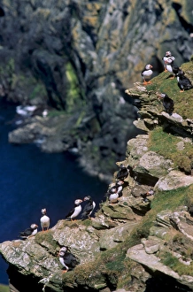 UK Coastal Scenery Prints: Puffins on cliffs