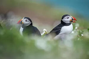 Welsh Culture Collection: Puffins on Skomer Island, Pembrokeshire Coast National Park, Wales, United Kingdom