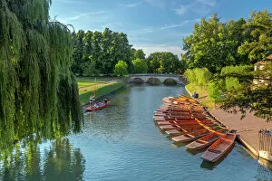 Weeping Willow Gallery: Punts on The Backs, River Cam, Cambridge, Cambridgeshire, England, United Kingdom, Europe