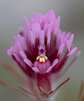 Purple Owls Clover (Exserted Indian Paintbrush) (Escobita) (Castilleja exserta) Purple Owls Clover (Exserted Indian Paintbrush) (Escobita) (Castilleja exserta)