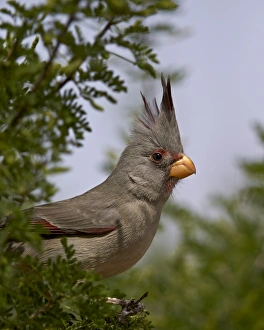 Pyrrhuloxia (Cardinalis sinuatus) female, Chiricahuas, Coronado National Forest, Arizona Pyrrhuloxia (Cardinalis sinuatus) female, Chiricahuas, Coronado National Forest, Arizona