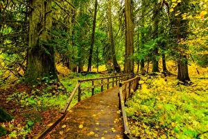 Quiet wooden path in Mount Rainier National Park, Washington State Quiet wooden path in Mount Rainier National Park, Washington State