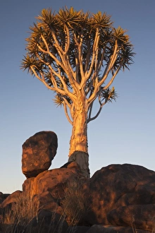 Quiver tree (Aloe dichotoma), Quiver tree forest, Keetmanshoop, Namibia, Africa Quiver tree (Aloe dichotoma), Quiver tree forest, Keetmanshoop, Namibia, Africa
