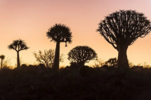 Quiver tree forest (Aloe dichotoma) at sunset, Gariganus farm, Keetmanshoop, Namibia Quiver tree forest (Aloe dichotoma) at sunset, Gariganus farm, Keetmanshoop, Namibia