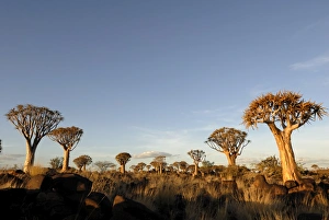 Quiver tree forest, Keetmanshoop, Namibia, Africa Quiver tree forest, Keetmanshoop, Namibia, Africa