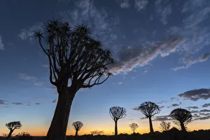 Quiver tree at sunset (kokerboom) (Aloidendron dichotomu) (formerly Aloe dichotoma) Quiver tree at sunset (kokerboom) (Aloidendron dichotomu) (formerly Aloe dichotoma)