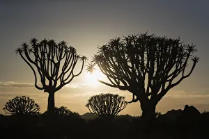 Quiver trees at sunrise (kokerboom) (Aloidendron dichotomum) (formerly Aloe dichotoma) Quiver trees at sunrise (kokerboom) (Aloidendron dichotomum) (formerly Aloe dichotoma)