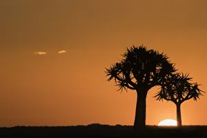 Quiver trees at sunset (kokerboom) (Aloidendron dichotomum) (formerly Aloe dichotoma) Quiver trees at sunset (kokerboom) (Aloidendron dichotomum) (formerly Aloe dichotoma)