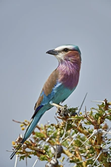 Racket-tailed roller (Coracias spatulata), Selous Game Reserve, Tanzania, East Africa Racket-tailed roller (Coracias spatulata), Selous Game Reserve, Tanzania, East Africa