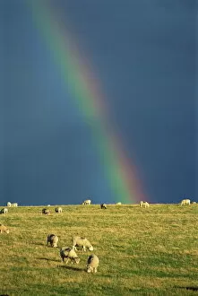 Exmoor Collection: A rainbow over sheep grazing on Exmoor, Somerset, England, United Kingdom, Europe