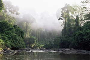 Rainforest Print, Danum Valley, Borneo