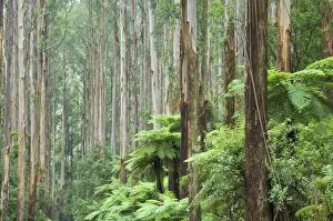 Images Dated 30th December 2007: Rainforest, Yarra Ranges National Park, Victoria, Australia, Pacific