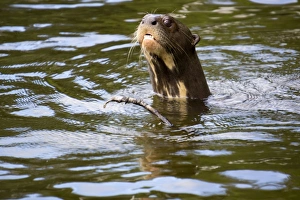 The very rare giant otter, Lake Salvador, Manu National Park, UNESCO World Heritage Site The very rare giant otter, Lake Salvador, Manu National Park, UNESCO World Heritage Site