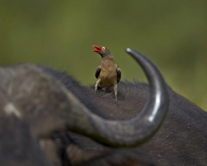 Red-billed Oxpecker (Buphagus erythrorhynchus), Kruger National Park, South Africa, Africa Red-billed Oxpecker (Buphagus erythrorhynchus), Kruger National Park, South Africa, Africa