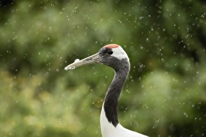 Red crowned crane (Japanese crane) (Grus Japonensis), United Kingdom, Europe Red crowned crane (Japanese crane) (Grus Japonensis), United Kingdom, Europe