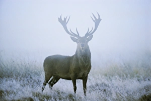 Dawn Gallery: Red deer (cervus elaphus) stag at dawn during rut in September, UK, Europe