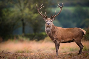 Red deer (cervus elaphus) stag during rut in September, United Kingdom, Europe Red deer (cervus elaphus) stag during rut in September, United Kingdom, Europe