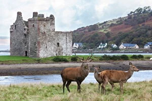 British Gallery: Red deer, Lochranza, Isle of Arran, Scotland, United Kingdom, Europe