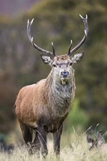 Images Dated 24th October 2013: Red deer stag (Cervus elaphus), Arran, Scotland, United Kingdom, Europe